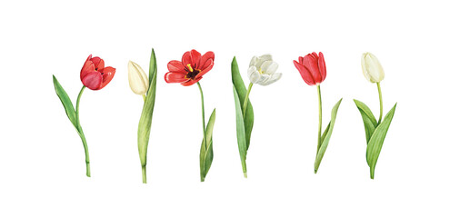 Obraz premium Set of tulips isolated on white background. Watercolor floral botanical illustration.