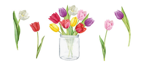 Set of tulips isolated on white background. Watercolor floral botanical illustration.