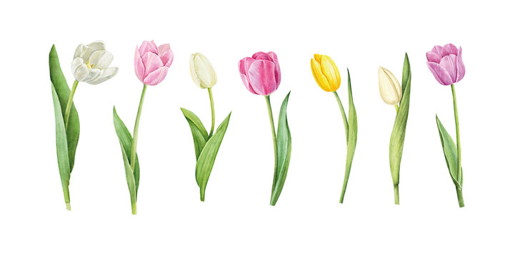 Set of tulips isolated on white background. Watercolor floral botanical illustration.