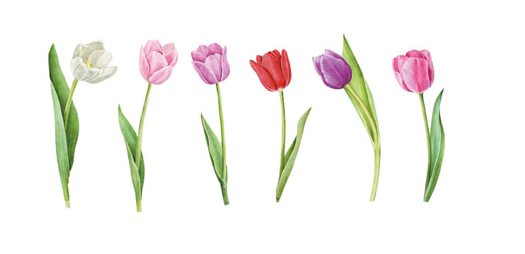 Set of tulips isolated on white background. Watercolor floral botanical illustration.