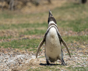 Magellanic penguin standing and making calling sound in Punta Tombo penguin sanctuary in Chubut...