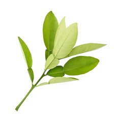 Obraz premium Fresh green lemon leaves isolated on transparent background 