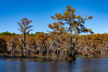 Mill Pond, Caddo Lake, TX