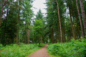 Obraz premium Looking down a footpath in between woodland 