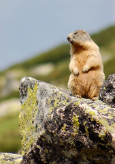  alpine marmot (Marmota marmota) in Carpathian mountains, Romania