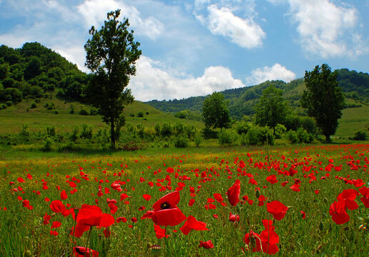 field of poppy in Romania countryside 