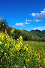 Summer morning in Apuseni mountains, Romania
