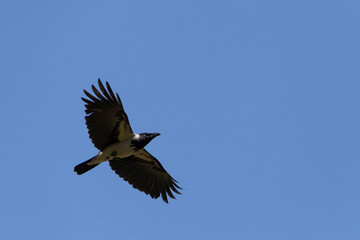 hooded crow flying in a clear blue sky