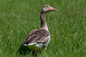gray goose standing in green grass at summer