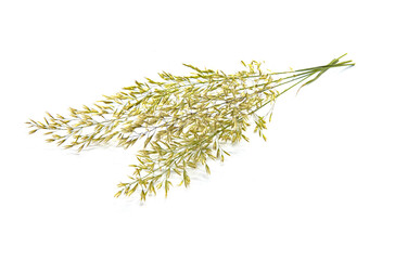 Common broom plant on a white background