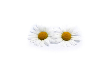 Chamomile flower on a white background
