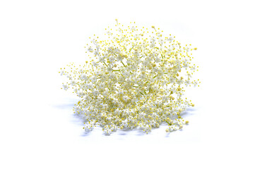White and yellow elder flower on a white background