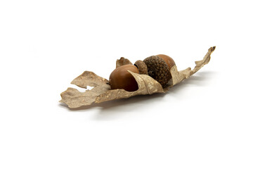 Composition of acorns on a white background