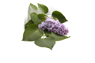 Lilac flowers with green leaves on a white background