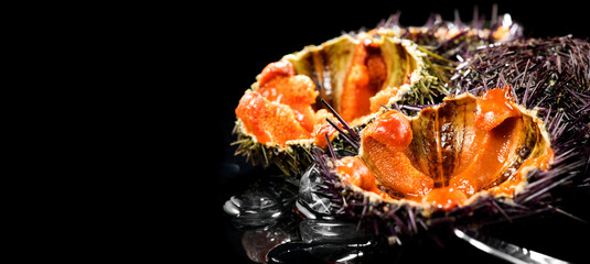 Sea Urchin with caviar close-up, isolated on black background. Fresh sea urchins design,...