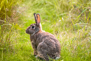 Cute brown bunny is sitting on the grass outside