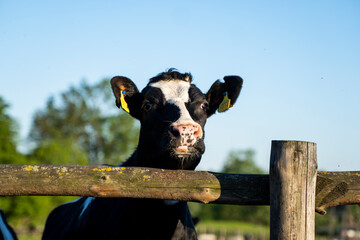 Beautiful close up on a young black and white cow on a farm looking in a camera behind the fence...