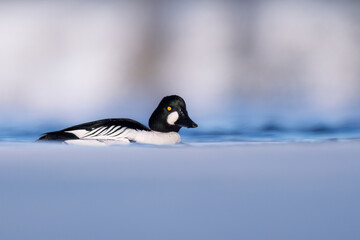 Fototapeta premium a Common Goldeneye male with green highlights on the head swimming on the Richelieu River
