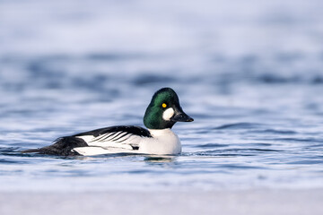 a Common Goldeneye male with green highlights on the head swimming on the Richelieu River