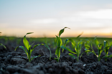 Young corn sprout in a fertilized soil on a agricultural farm field under the sunset, shallow depth of field.