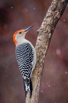 a Red Bellied Woodpecker male perched on a branch seen from the side
