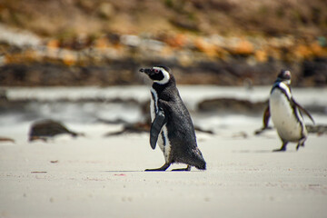Fototapeta premium the Falklands