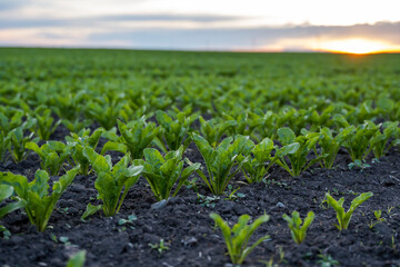 Young green sugar beet leaves in the agricultural beet field in the evening sunset. Agriculture.
