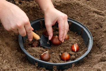 Planting tulip bulbs in plastic baskets to protect against mice and make it easy to dig up after flowering.