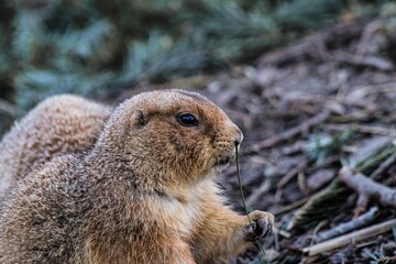 prairie dog eating grass