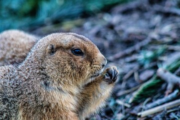 prairie dog eating
