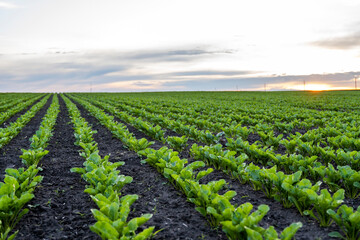 Close up young sugar beet leaves grows in the agricultural beet field in the evening sunset. Agriculture.