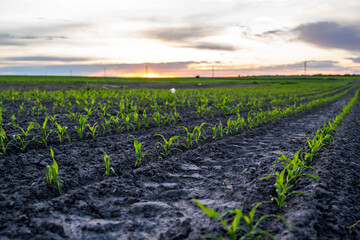 Close-up young green corn sprout grows in the soil on the agricultural field in a sunset.