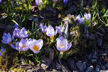 View of magic blooming spring flowers crocus growing in wildlife