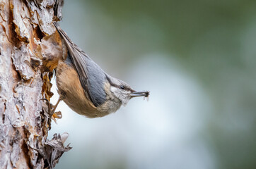 Eurasian nuthatch (Sitta europaea) finds a fly. Close-up portrait nuthatch with green background and copyspace. Nuthatch holds the fly. A small bird with blue-gray upperparts, a black eye stripe.