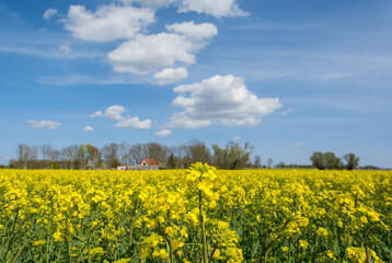 Rapsfeld auf Usedom