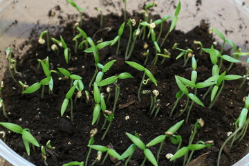 The first shoots of pepper. A small pepper came out of the ground.