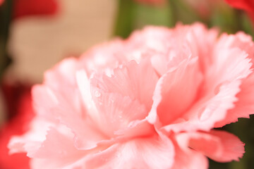 Tender carnation flower with water drops on blurred background, closeup