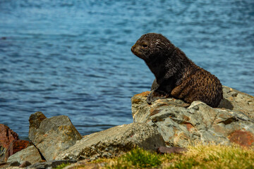 Fur seals