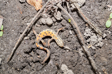 The common newt (lat. Lissotriton vulgaris) seeks for shelter for the winter in the garden.
