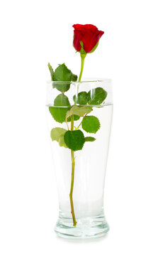 Red scarlet rose in a transparent vase