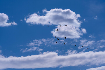 Blue sky with white clouds against which a flock of birds flies, background