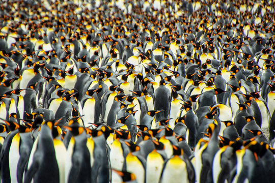 King penguin heads