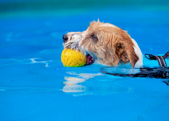 Perro Jack Russell con una pelota en la boca nadando dentro de una piscina - obrazy, fototapety, plakaty