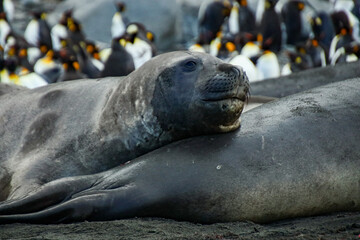 Elephant seals