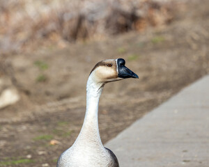 close up of a goose staring at the photographer