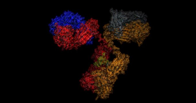 Human antibody / immunoglobulin 3D protein molecule spinning 4K