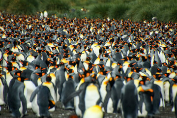 Obraz premium Gold Harbour