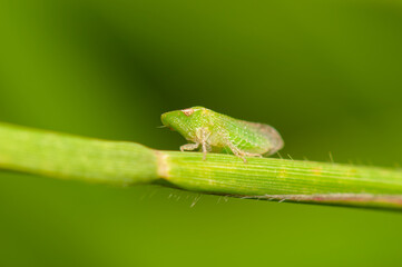 Cigarrinha verde