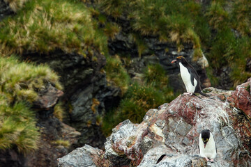 Penguins and seals