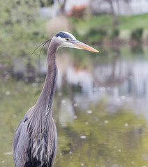 great blue heron